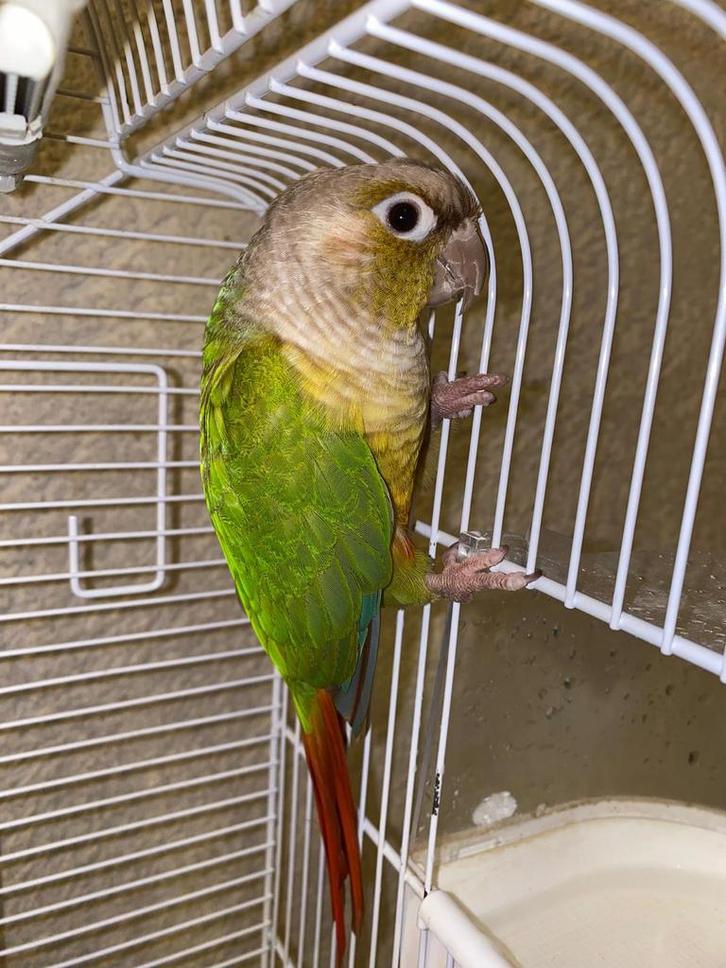 Pyrrhura, Dieren en Toebehoren, Vogels | Parkieten en Papegaaien