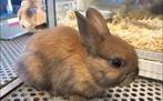 Op zoek naar een dwerg konijn, Dieren en Toebehoren, Vrouwelijk, Dwerg
