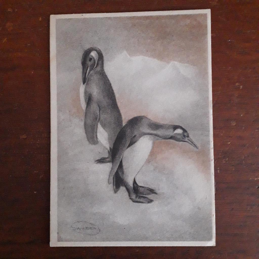 kaart, Verzenden, 1920 tot 1940, Ongelopen, Limburg