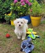 Leuke maltezer pups te koop, Dieren en Toebehoren, Honden | Chihuahua's en Gezelschapshonden, Maltezer, CDV (hondenziekte), 8 tot 15 weken