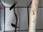Koppel kleine ara, Dieren en Toebehoren, Meerdere dieren, Papegaai