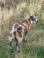 Ram dekram Bont schaap schapen, Dieren en Toebehoren, Schapen, Geiten en Varkens, Mannelijk, Schaap