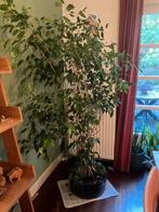 Grote ficus 180 cm, Huis en Inrichting, Kamerplanten, Ophalen