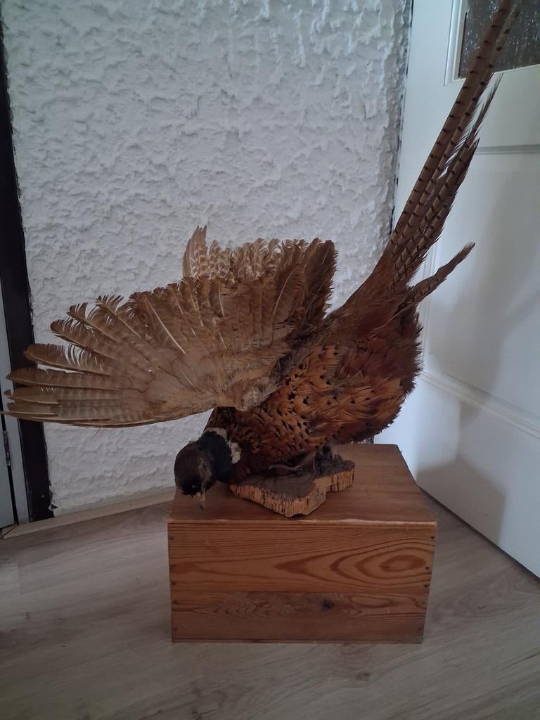 Opgezette Fazant op Houten Sokkel, Ophalen