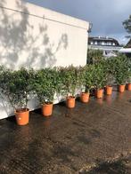 Toscaanse jasmijn in rek van 100/120 ruim potgekweekt, Zomer, Vaste plant, Klimplanten, Ophalen