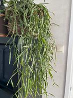 Hangplant 75 cm lang,vetplant, Ophalen, Vetplant, Halfschaduw, Minder dan 100 cm
