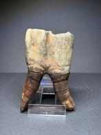 Grote onderkaakse kies wolharige neushoorn, Ophalen of Verzenden, Fossiel