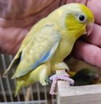 Tamme forpus, Dieren en Toebehoren, Mannelijk, Dwergpapegaai of Agapornis, Geringd