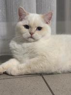 Britse korthaar kitten, Dieren en Toebehoren, Katten en Kittens | Raskatten | Korthaar, Kater, Gechipt, 0 tot 2 jaar