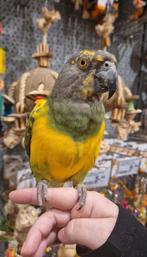ZELDZAAM! Hybride Meyer/Senegal Papegaai, Dieren en Toebehoren, Vogels | Parkieten en Papegaaien, Vrouwelijk, Papegaai, Geringd