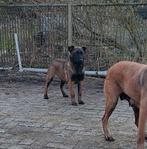 Mechelse herder pups   nog maar  2teefje, 8 tot 15 weken, Meerdere, Meerdere dieren, Herder