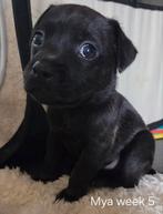 Engelse stafford x franse bulldog/ jack russel pup, Dieren en Toebehoren, Honden | Bulldogs, Pinschers en Molossers, Overige rassen
