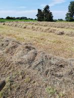 Mooi droog hooi in midi balen/Hooibalen 1e snee, Dieren en Toebehoren, Dierenvoeding, Ophalen, Vee