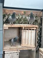 3 koppels postduiven, Dieren en Toebehoren, Vogels | Duiven, Meerdere dieren, Postduif
