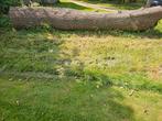 Eiken hout stam, Doe-het-zelf en Verbouw, Ophalen of Verzenden
