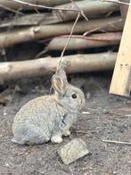 Jonge konijntjes kruising Vlaamse reuze, Dieren en Toebehoren, Meerdere dieren, Groot, Hangoor