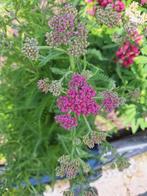 Achillea millefolium 'Cerise Queen' in een P11 pot., Volle zon, Vaste plant, Zomer, Ophalen