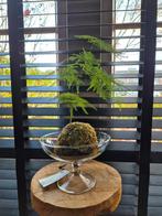 Asparagus mosbol in glas, Huis en Inrichting, Kamerplanten, Groene kamerplant, Ophalen of Verzenden, Overige soorten, Minder dan 100 cm