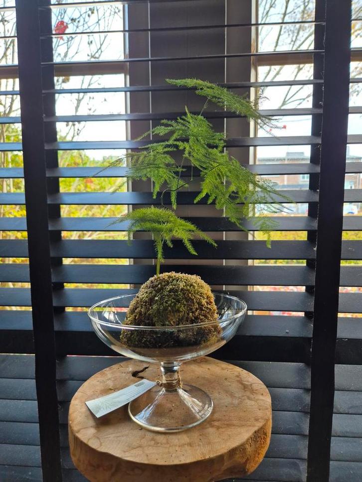 Asparagus mosbol in glas, Huis en Inrichting, Kamerplanten, Overige soorten, Minder dan 100 cm, Groene kamerplant, Ophalen of Verzenden
