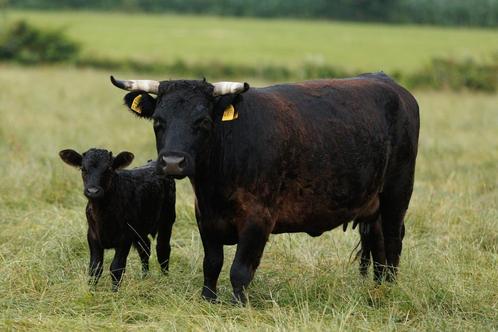 Hele mooie Dexter koeien!!, Dieren en Toebehoren, Runderen, Vrouwelijk