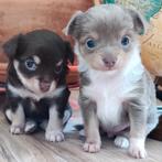 2 prachtige Chihuahua pups teefjes - particulier nestje, Dieren en Toebehoren, Particulier, Meerdere, Teef, 8 tot 15 weken