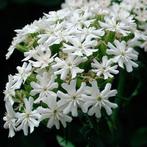 Lychnis chalcedonica ‘Alba’ - koekoeksbloem - bio zaden, Ophalen of Verzenden, Voorjaar, Volle zon, Zaad