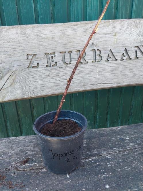 Japanse wijnbes stekken - onbespoten/ biologisch (medium), Tuin en Terras, Planten | Fruitbomen, Minder dan 100 cm, Ophalen of Verzenden
