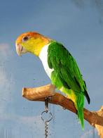 Groendij Caique man van 1/5 jaar oud incl. Alle toebehoren, Dieren en Toebehoren, Vogels | Parkieten en Papegaaien, Mannelijk