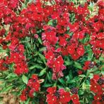 089 Cheiranthus Scarlet (rode muurbloem) zaden, Ophalen of Verzenden, Najaar, Volle zon, Zaad