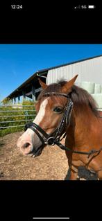 Hoofdstel pony, Ophalen of Verzenden, Zo goed als nieuw
