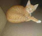 Oranje kittens (katertjes), Dieren en Toebehoren, Katten en Kittens | Overige Katten, Kater, 0 tot 2 jaar