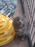 Maine coon kitten, Gechipt