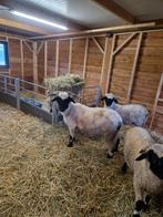 TE KOOP WALLISER SCHWARZNASE OOI, Dieren en Toebehoren, Schapen, Geiten en Varkens, Vrouwelijk, Schaap
