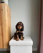 GEZOCHT: Engelse Cocker Spaniël Pup Tricolor choco tan/Goud, Dieren en Toebehoren, Standaard, Reu, 8 tot 15 weken, Langhaar