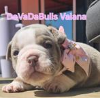 Prachtige old english bulldog pups, Dieren en Toebehoren, 8 tot 15 weken, Bulldog, Meerdere, Meerdere dieren