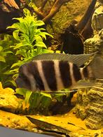 Frontosa, Dieren en Toebehoren, Vissen | Aquariumvissen, Vis