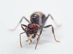 Messor barbarus queen with eggs, Dieren en Toebehoren, Mieren