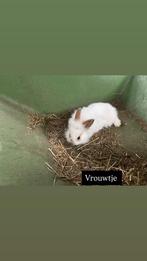 Baby Dwerg konijnen, Dieren en Toebehoren, Knaagdieren, Meerdere dieren, Overige typen, Tam, September