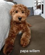 Labradoodle mini, Dieren en Toebehoren, Honden | Niet-rashonden, Meerdere, Meerdere dieren, Klein, Nederland