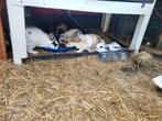 Konijntjes te koop, Dieren en Toebehoren, Konijnen, Vrouwelijk, Hangoor