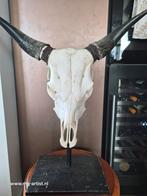 Waterbuffel schedel., Ophalen of Verzenden