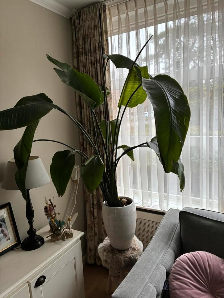 Kamerplant Strelitzia  zonder bloempot, Huis en Inrichting, Kamerplanten, Halfschaduw, Ophalen