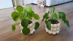 2x bloempot met plant, Huis en Inrichting, Ophalen, Overige soorten, Minder dan 100 cm