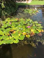 Rode waterlelies in pot, Tuin en Terras, Vijvers, Ophalen of Verzenden, Zo goed als nieuw