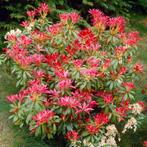 Pieris Japonica, Tuin en Terras, Planten | Tuinplanten, Ophalen, Zomer, Overige soorten, Halfschaduw