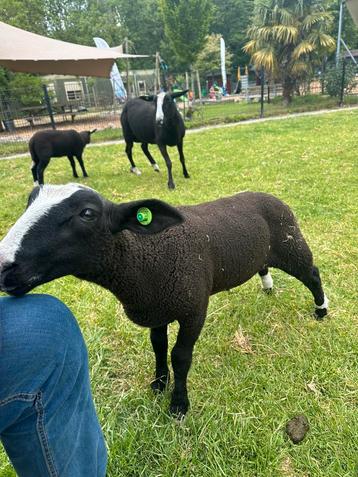 Zwoeger vrij Zwartbles rammentje tekoop  beschikbaar voor biedingen