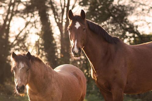 Verzorger gezocht/verzorgpony’s aangeboden, Dieren en Toebehoren, Paarden en Pony's | Overige Paardenspullen, Nieuw, Ophalen of Verzenden