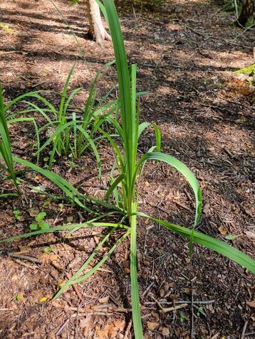 gele lis beschikbaar voor biedingen