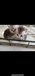 Perzische silver shaded kittens mix super schatig, Ontwormd