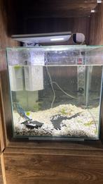 Cubiq Superfish Aquarium 30L met kreeft en betta !, Dieren en Toebehoren, Vissen | Aquaria en Toebehoren, Ophalen, Gebruikt, Gevuld zoetwateraquarium